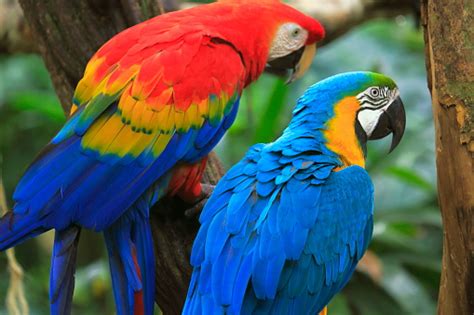 scarlet  biru macaws birds tropis pasangan brasil rio hutan hujan