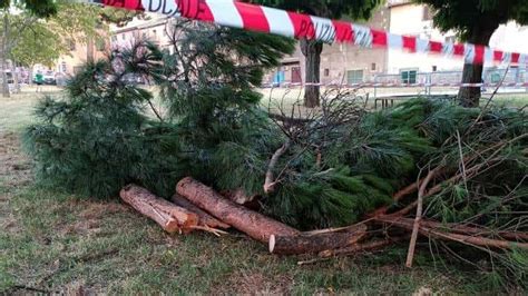 Un Altro Albero Crollato Nel Parco Frequentato Dai Bambini Alla Quercia