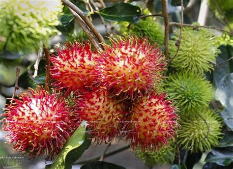 The Ripe Rambutan Season