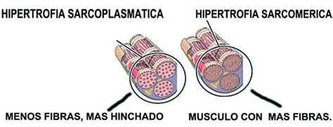 Hipertrofia Sarcoplasm Tica Vs Hipertrofia Sarcom Rica