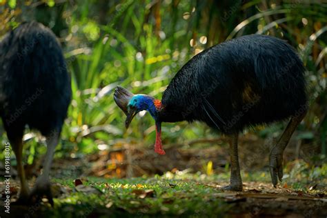 Southern Cassowary Casuarius Casuarius Also Double Wattled Or Australian Or Two Wattled