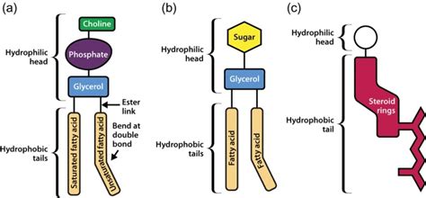 Biological Membrane Definition Structure Components And Functions