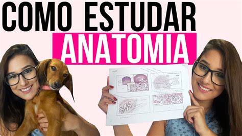 Como Estudar Anatomia De Uma Forma Mais Pr Tica E F Cil