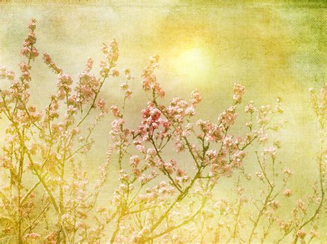 Wallpaper Sunlight Branch Morning Texture Blossom Pink Spring Flower Sakura Flora