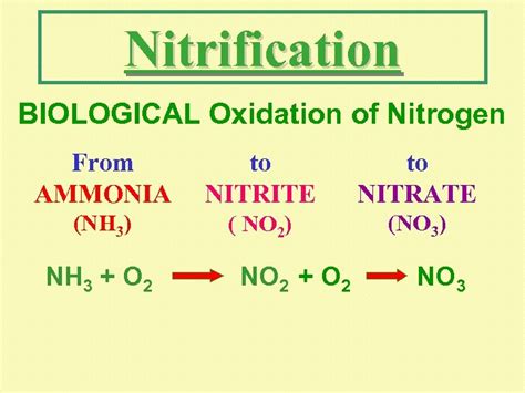 Dissolved Oxygen And Biochemical Oxygen Demand Analyses Prepared