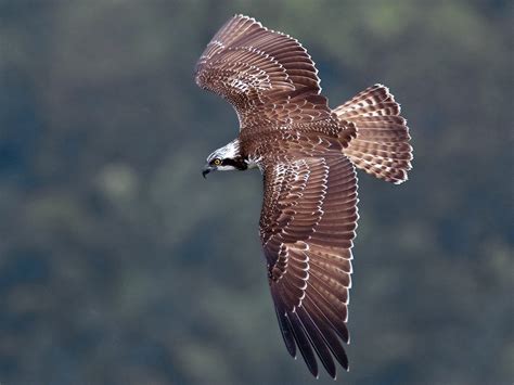 Osprey - eBird