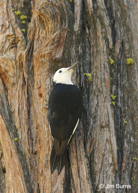 White-headed Woodpecker