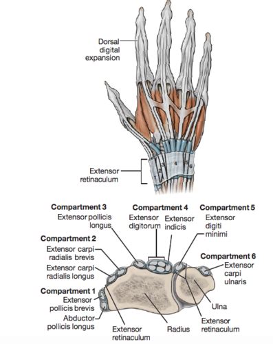 Dorsal Wrist Compartments Flashcards Quizlet