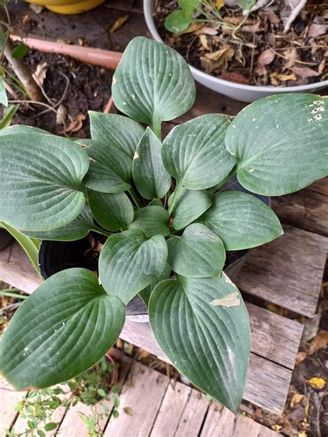 Hosta 3 Lts Vivero Onda Verde