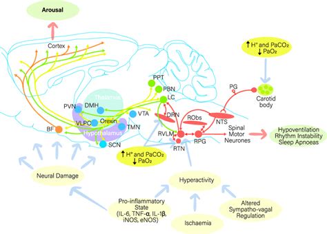 Sleep Wake Regulatory Transmitters Several Neurochemical Systems