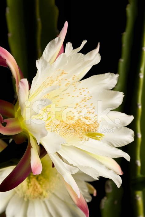 Night Blooming Cactus Series Stock Photo | Royalty-Free | FreeImages