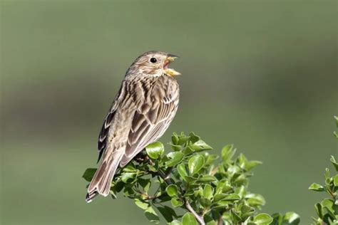 Top 31 Backyard Birds In Minnesota (Free ID Chart)