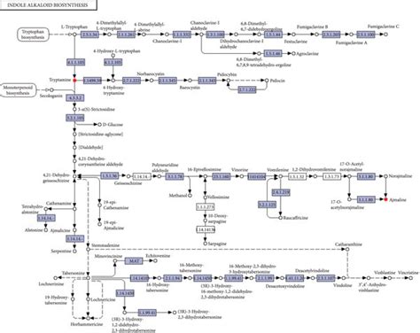 Metabolic Pathways Of Bacillus Megaterium A Biosynthesis Of Indole