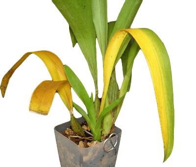 Yellowing Orchid Leaves - Orchid Care – rePotme