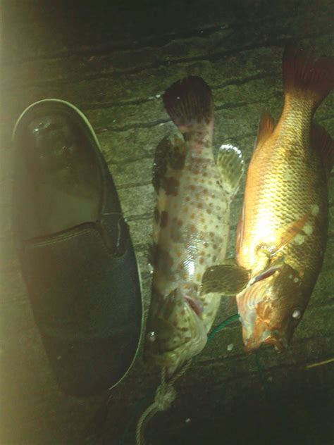 Ikan Bernapas Dengan 7
