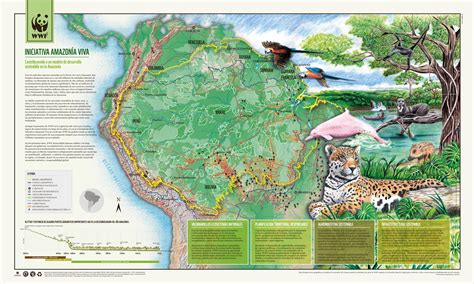 Infograf A Iniciativa Amazon A Viva Wwf