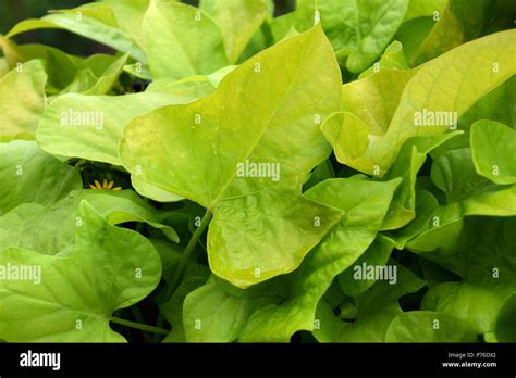 Leaves Of Pipevine Background After Rain In Summer Bright Green Leaves