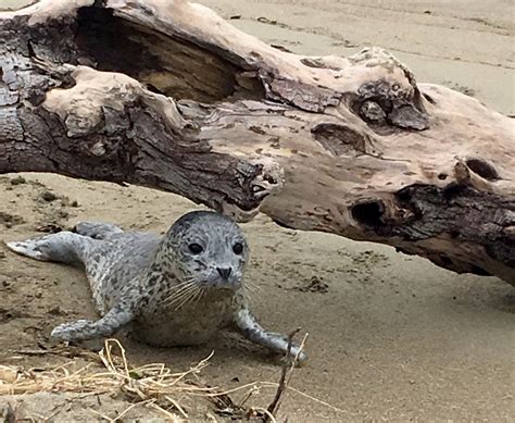 Marine Mammal Center Reminds People To “Leave Seals Be” | California ...