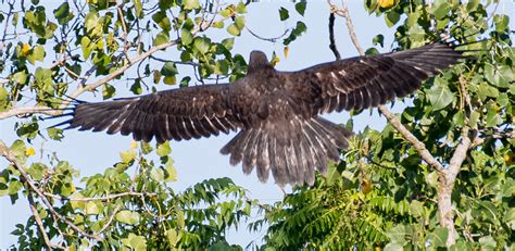 Juvenile Bald Eagle In Flight Angela Cole Flickr