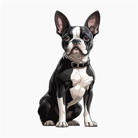 Cute Boston Terrier Dog Cartoon Vector Art Illustration Design