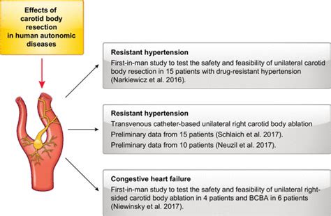 Carotid Body Chemoreceptors Physiology Pathology And Implications