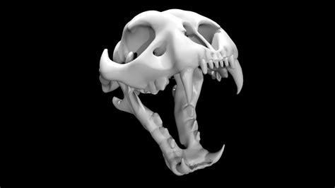 3D Cheetah Skull - TurboSquid 1881364