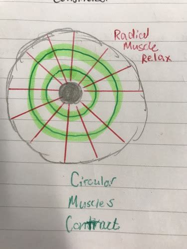 Pupil Reflex Flashcards Quizlet