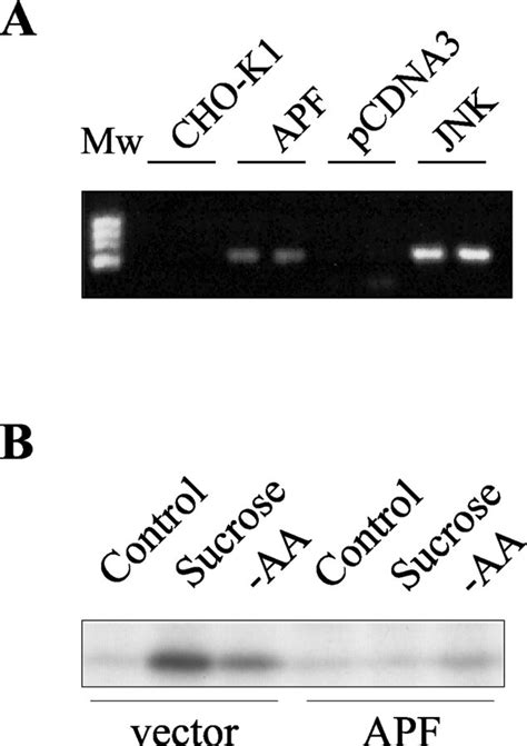 Characterization Of Cho K Cells Transfected With Either Jnk Or The