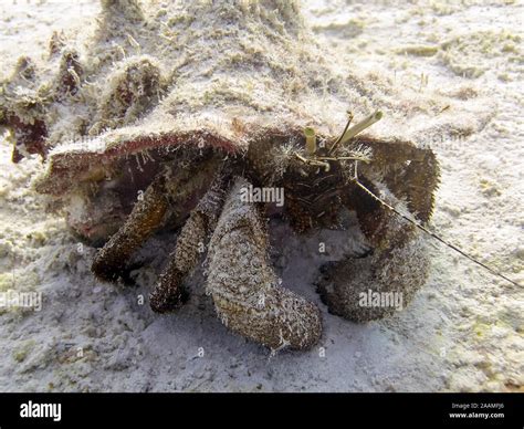 Giant Hermit Crab Petrochirus Diogenes Stock Photo Alamy