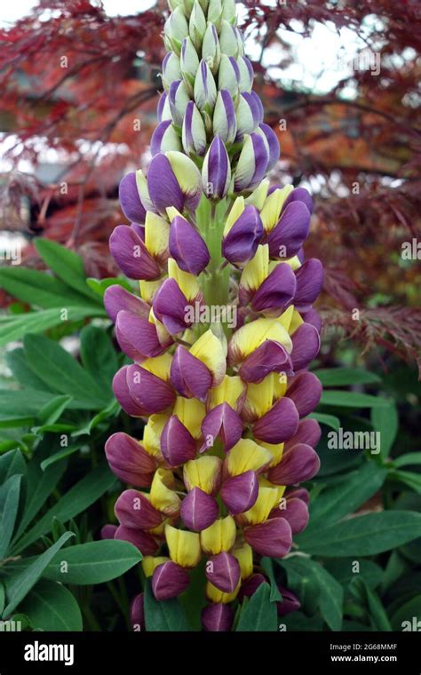 Lupinus West Country Lupin Fotografías E Imágenes De Alta Resolución