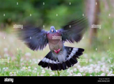 Wood Pigeon Columba Livia In Flight Stock Photo Alamy