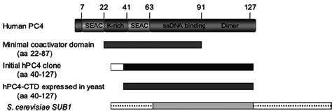 Structure of PC4 and its derivatives. The upper panel shows the domains ...