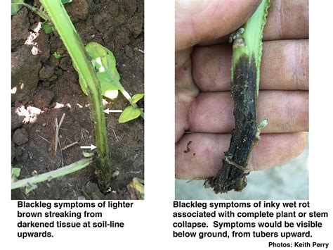 Testing For Blackleg And Dickeya In The 2017 Field Season Empire Potato Growers