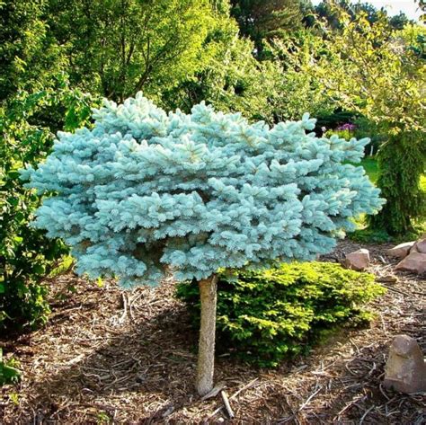 Ель колючая Глаука Глобоза на штамбе 50 см (Picea pungens Glauca ...