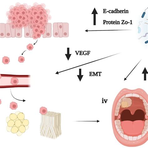 A Schematic Representation Of The Mechanism Underlying Cancer