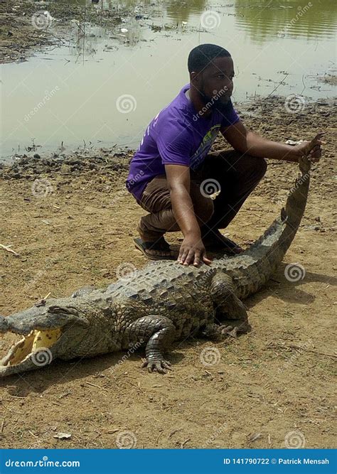 Holding the Crocodile at Paga, Ghana West Africa Editorial Photography