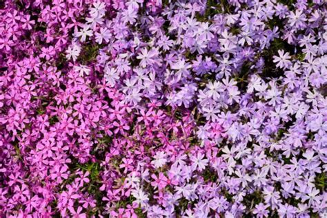 My Creeping Phlox Guide: Care, Propagation, and Season Tips