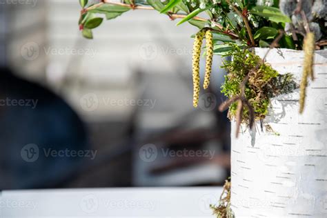 A vibrant potted plant features striking yellow flower spikes and lush