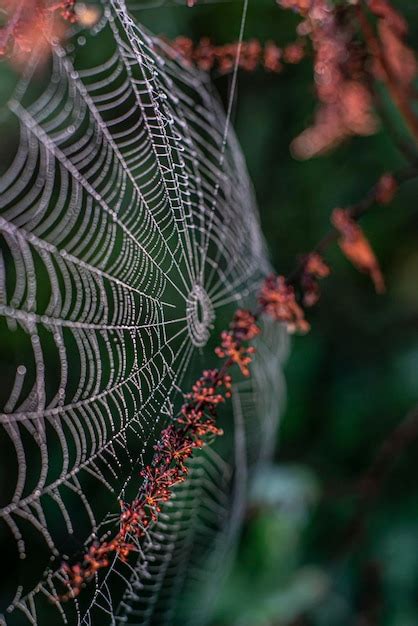 Premium Photo Beautiful Cobweb Macro Photography Background Nature