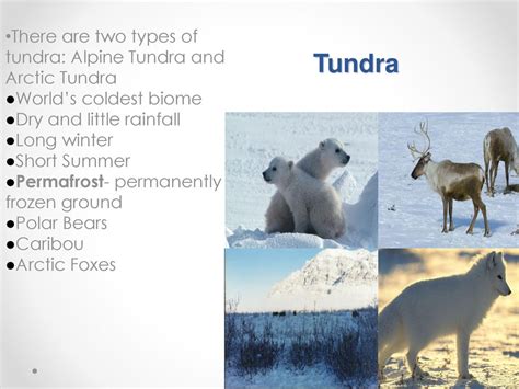 Different Types Of Tundra