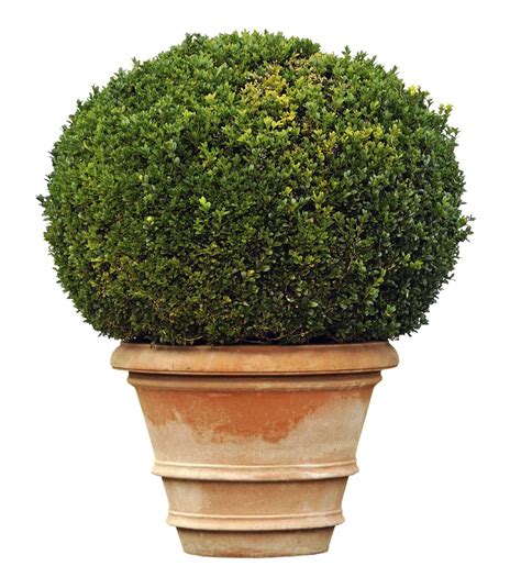 Care For Container Grown Boxwood Shrubs How To Plant Boxwoods In