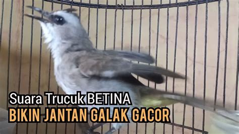 Trucuk Betina Memanggil Jantan Emosi Nguplik Ngalas Ampuh Jadikan