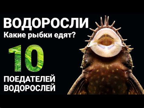 Аквариумные Рыбки Чистящие Аквариум
