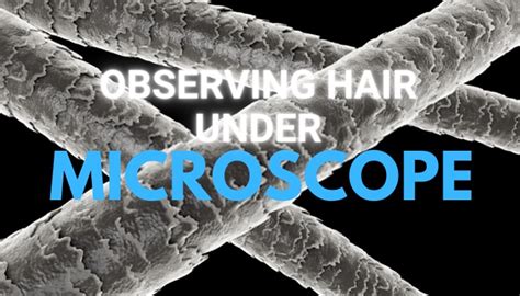 What Does Hair Look Like Under A Microscope? » Microscope Club