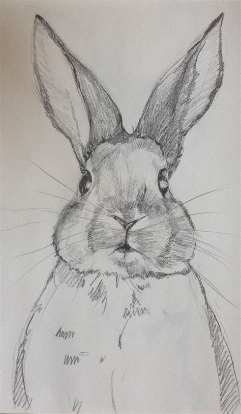 Pencil sketch. Sweet bunny. By Joan Ines Studio. - #Bunny # ...