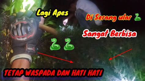 Apes Niat Mancing Belut Malah Di Hadang Ular Weling Youtube