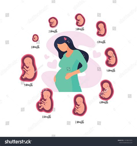 stages pregnancy fetal development schematic embryo stock vector