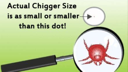 Chigger Bites - Pictures, Treatment, Look Like, Home Remedies