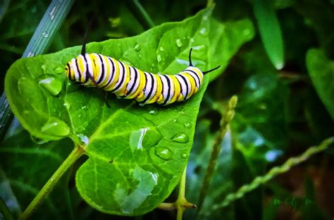 Dewy Morning Monarch Smithsonian Photo Contest Smithsonian Magazine