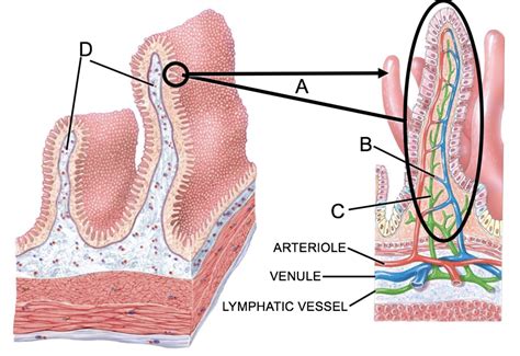 Digestive System Small Intestine Surface Diagram Quizlet